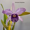 Lc Canhamiana var. coerulea Azure Sky AM AOS (C. mossiae X L. purpurata